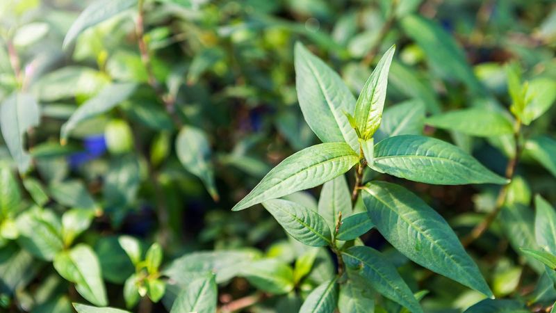 Vietnamese Coriander Loves Humid Shade And Steady Moisture Vietnamese Coriander Loves Humid Shade And Steady Moisture