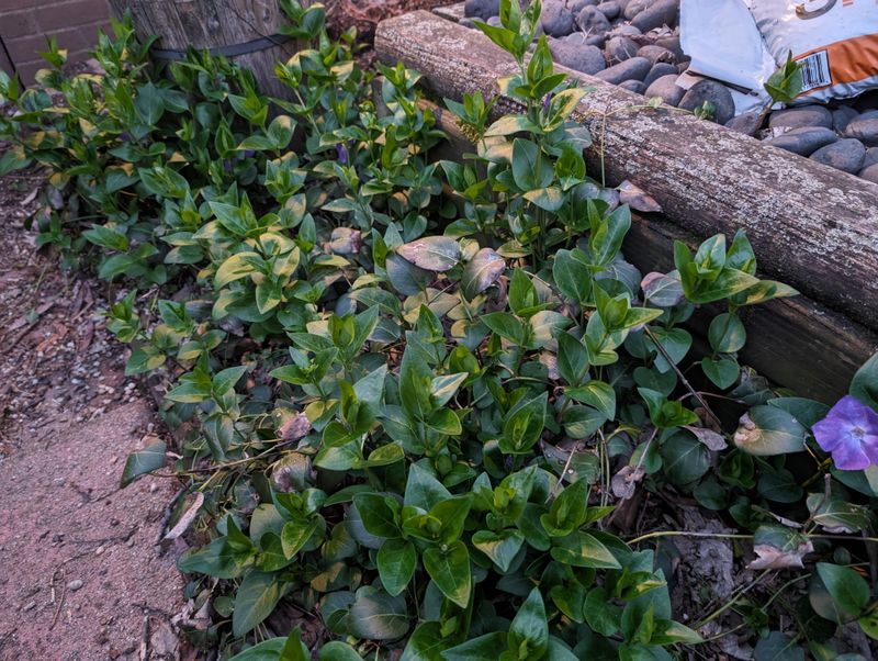 Vinca Can Hide Cool, Damp Ground Under Its Mats