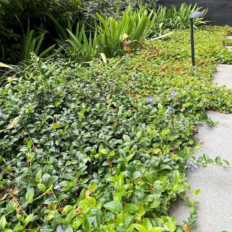 Vinca Creeps Farther Than Gardeners Expect Vinca Creeps Farther Than Gardeners Expect