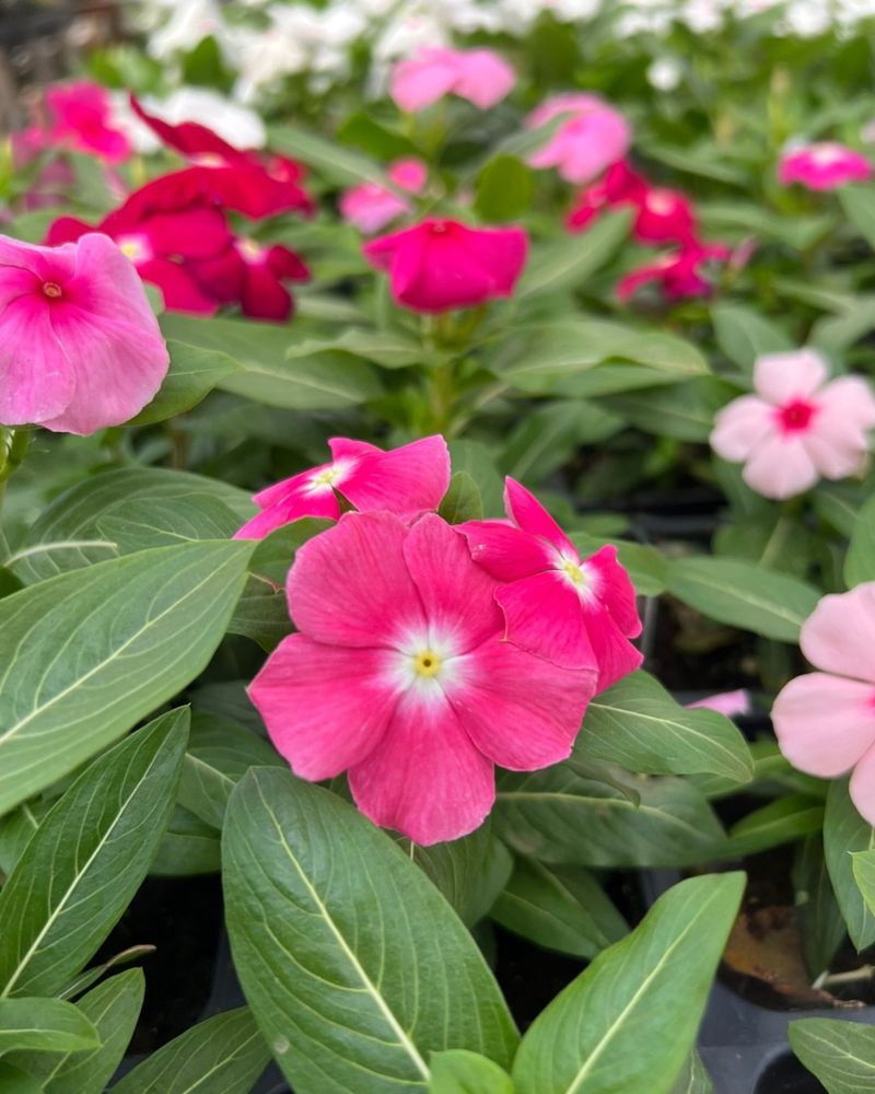 Vinca Looks Good Even During Dry Periods