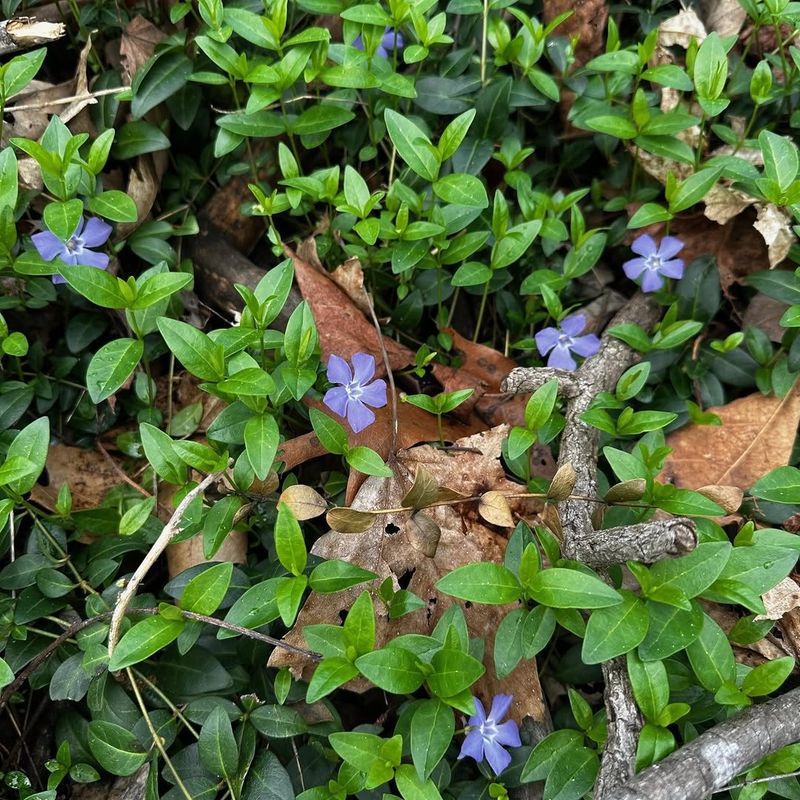 Vinca Minor Vinca Minor