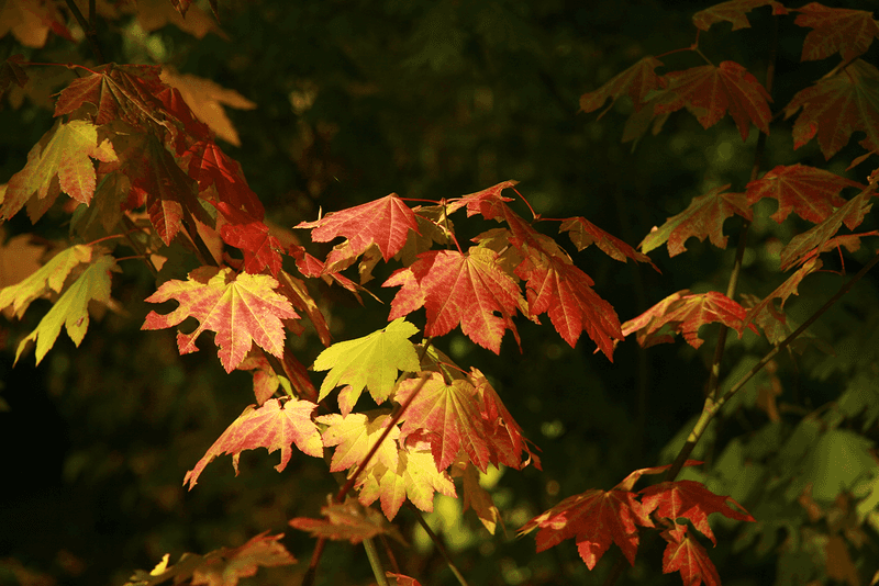 Vine Maple Brings Fiery Fall Color
