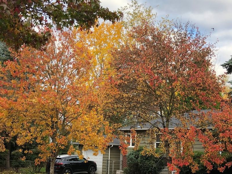 Vine Maple Helps Shade Without Creating Dense Fuel