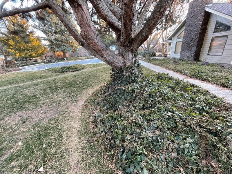 Vines Around Sheds Add Extra Cover