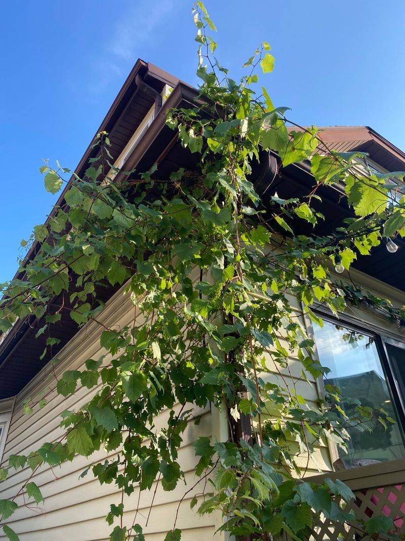 Vines Should Not Climb Into Eaves Or Gutters Vines Should Not Climb Into Eaves Or Gutters