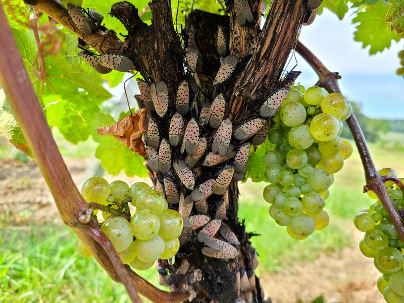 Vineyards And Fruit Crops Remain At Risk
