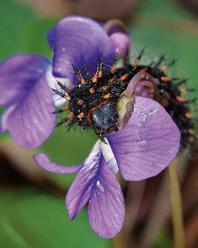 Violet Leaves Support Fritillary Butterfly Caterpillars