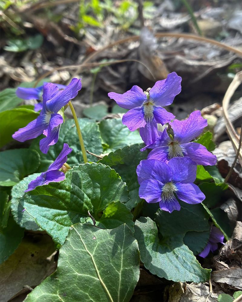 Violets Bring Low Blooms To Relaxed Shady Lawns