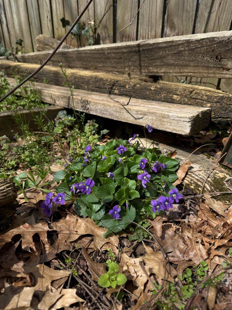 Violets Work Best In Relaxed Borders That Stay Maintained