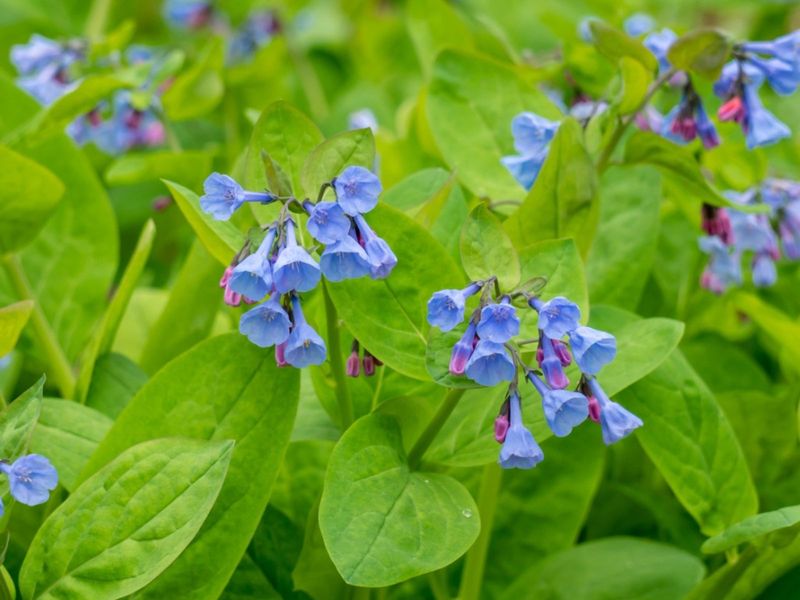 Virginia Bluebells