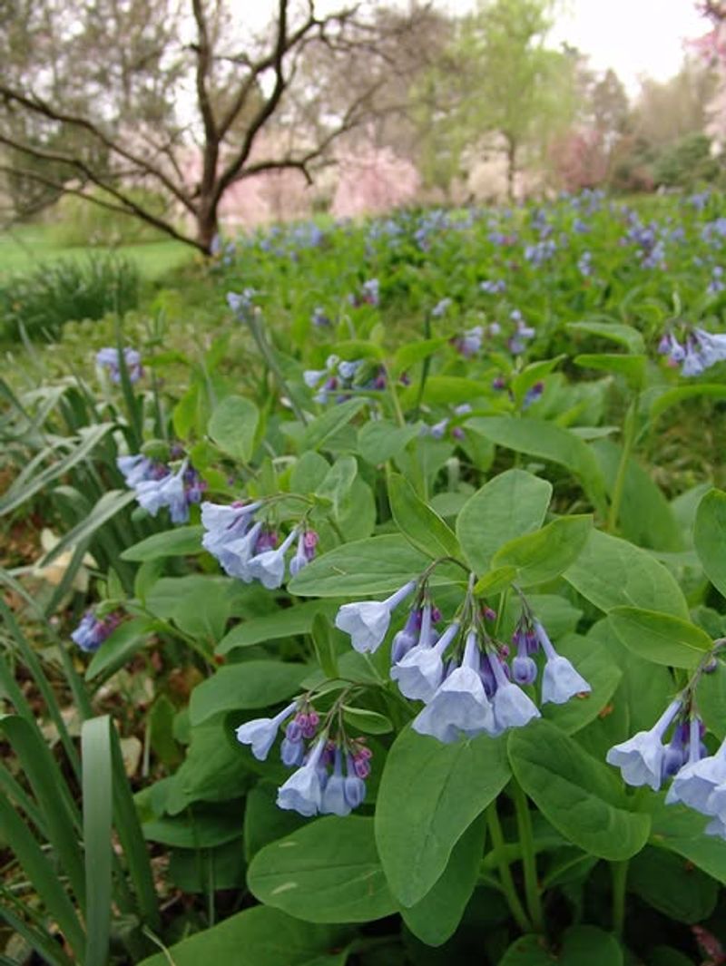 Virginia Bluebells 