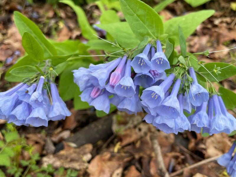 Virginia Bluebells (Mertensia Virginica)