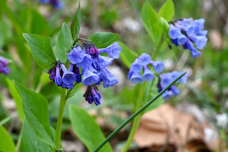 Virginia Bluebells (Mertensia Virginica) Virginia Bluebells (Mertensia Virginica)