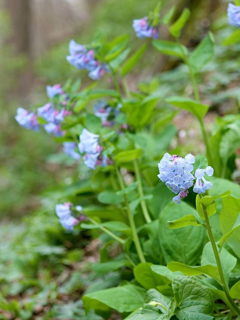 Virginia Bluebells (Mertensia Virginica)