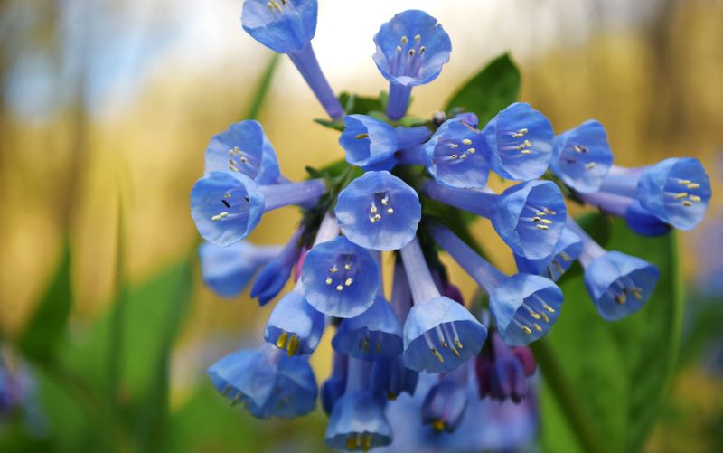 Virginia Bluebells (Mertensia Virginica) Virginia Bluebells (Mertensia Virginica)