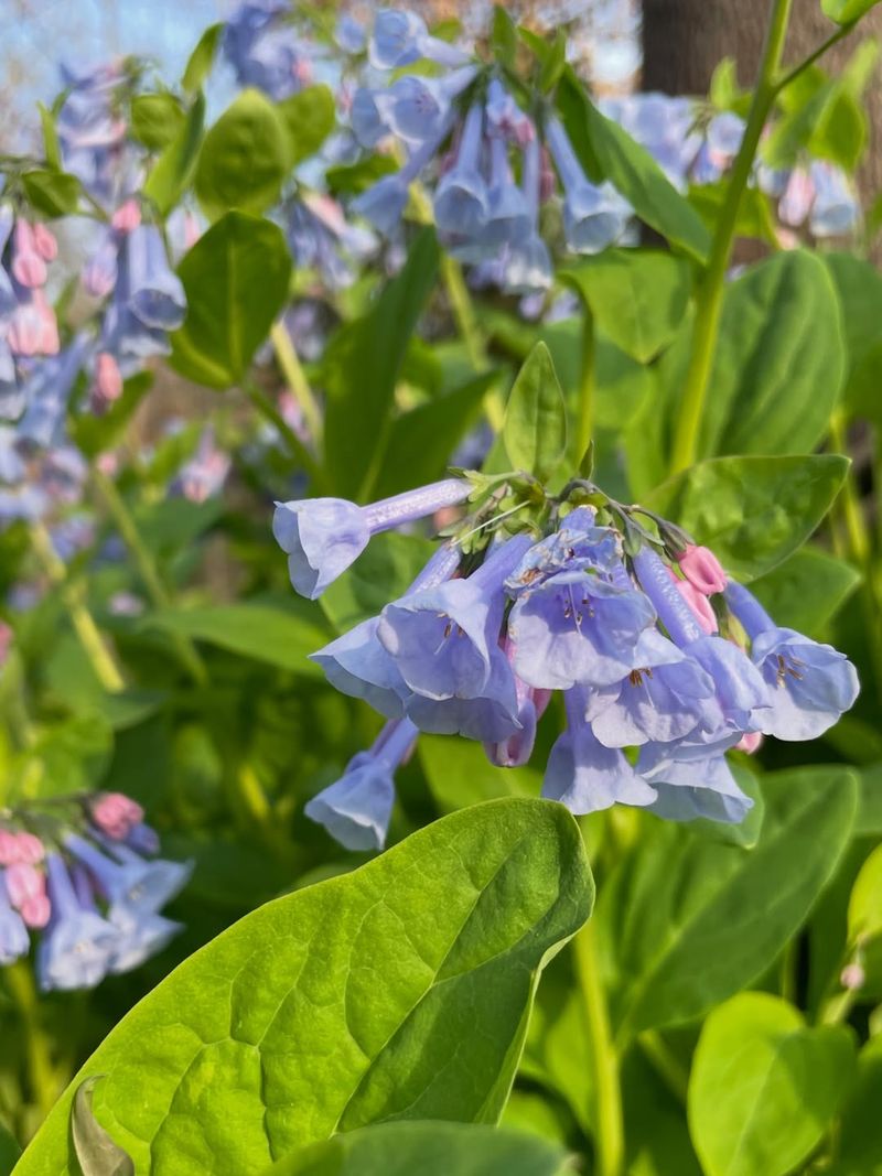 Virginia Bluebells Virginia Bluebells