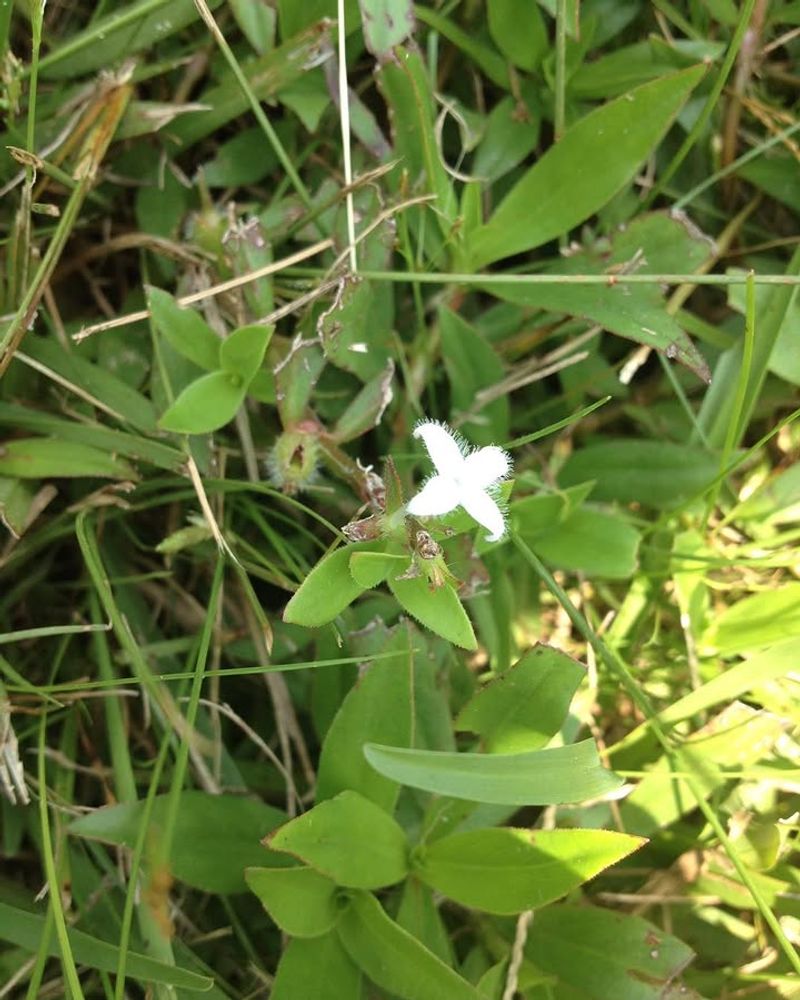 Virginia Buttonweed Crawls Through Beds Like It Belongs