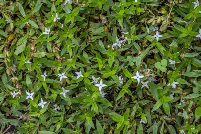 Virginia Buttonweed 