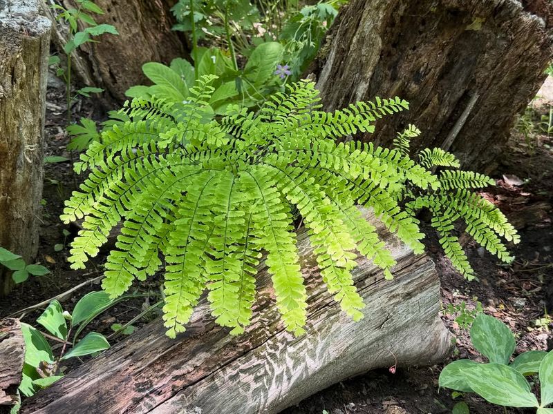 Virginia Chain Fern Virginia Chain Fern