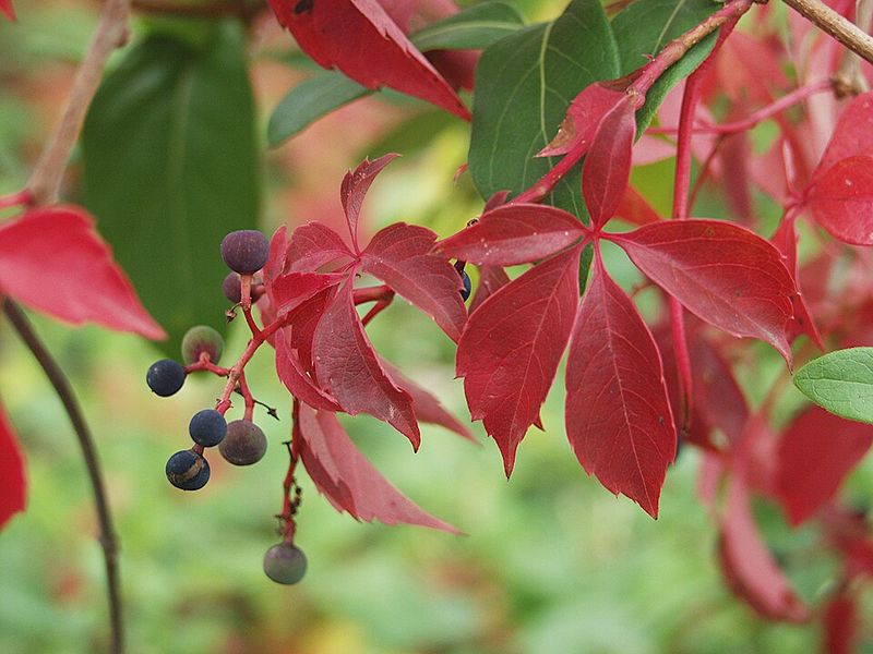 Virginia Creeper Can Stay With A Firm Hand