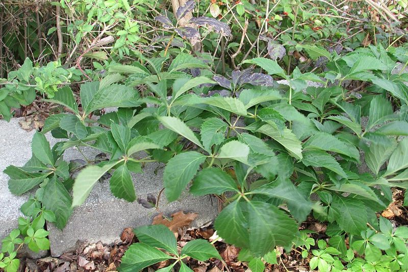 Virginia Creeper Covers Large Slopes Virginia Creeper Covers Large Slopes