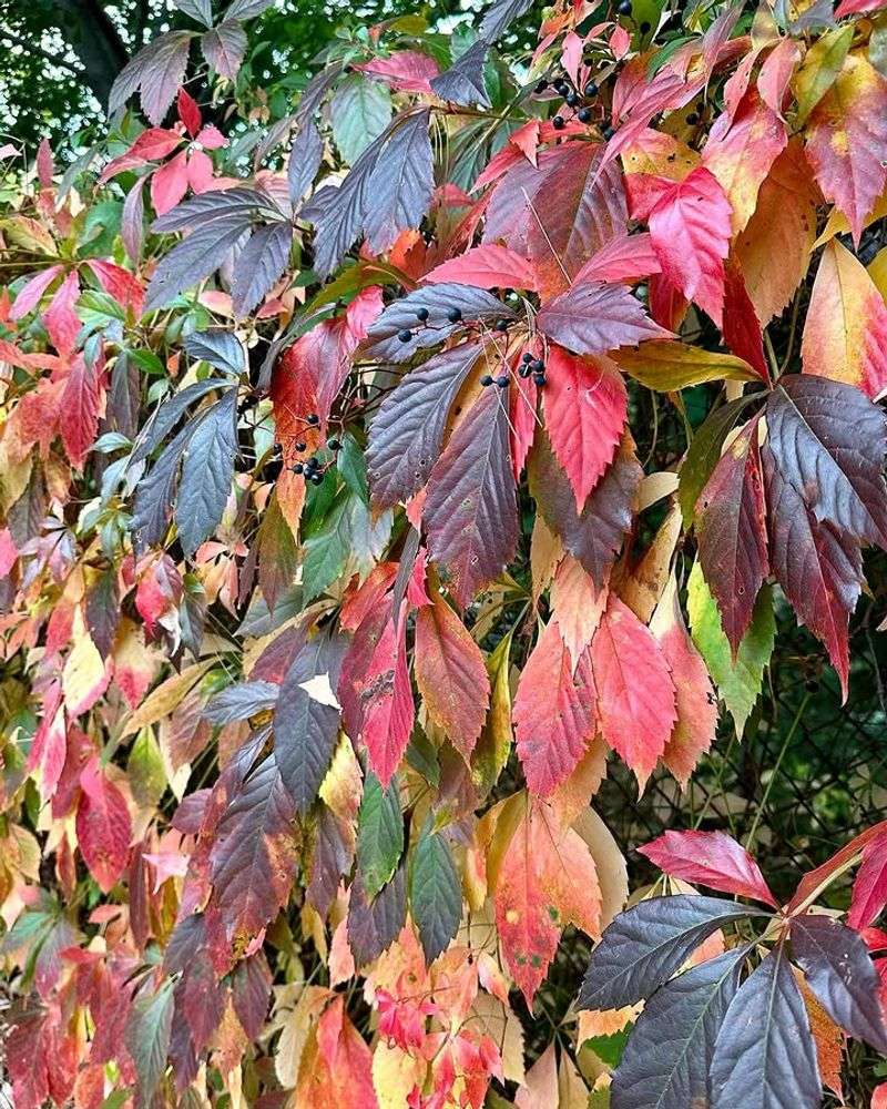 Virginia Creeper Is The Vine Worth A Second Look Virginia Creeper Is The Vine Worth A Second Look