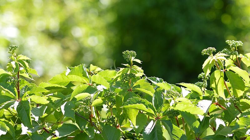 Virginia Creeper (Parthenocissus Quinquefolia)