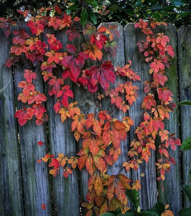 Virginia Creeper Puts On A Brilliant Fall Show Virginia Creeper Puts On A Brilliant Fall Show