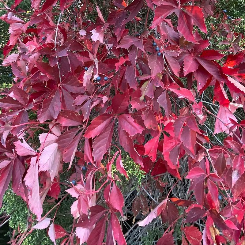 Virginia Creeper Turns Bare Fences Into Living Backdrops Virginia Creeper Turns Bare Fences Into Living Backdrops