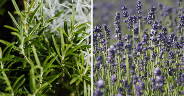 Virginia Gardeners Are Planting These 7 Rat-Repelling Plants Along Their Foundations