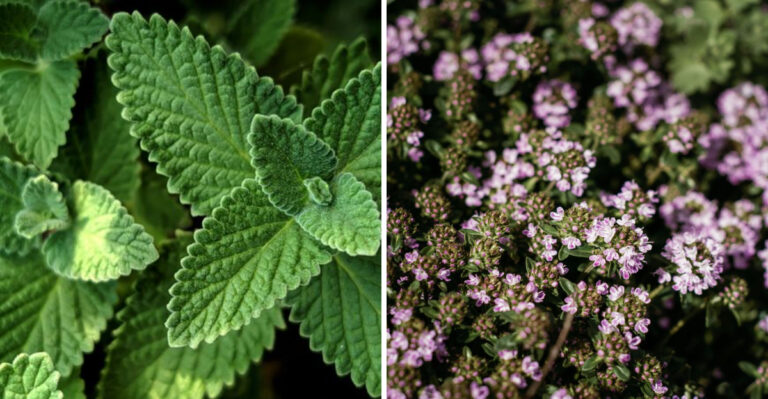 Virginia Gardeners Swear By These 8 Rat-Repelling Plants