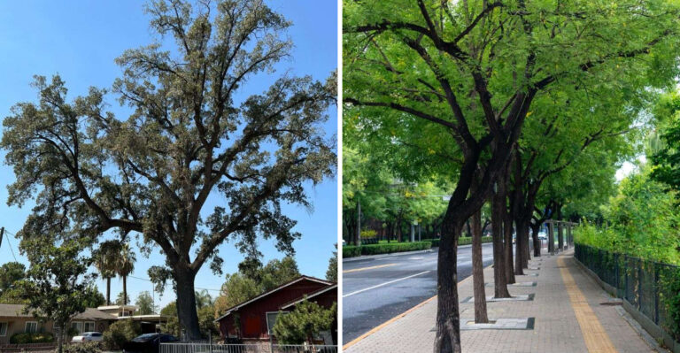 Virginia Homeowners Need A Permit To Cut Down These Trees