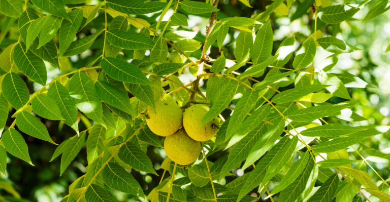 Virginia Homeowners Often Underestimate How Toxic This Tree Can Be
