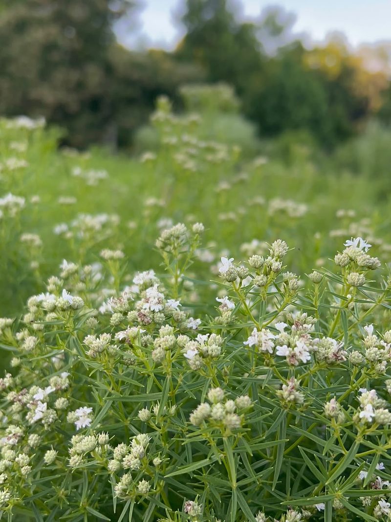 Virginia Mountain Mint