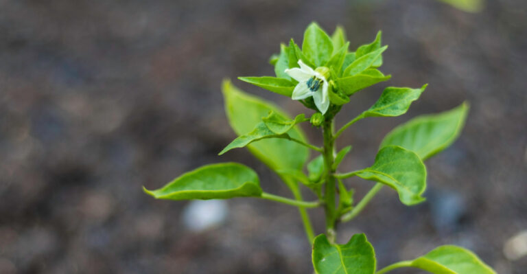 Virginia Pepper Plants Are Blooming But Not Producing, And Here’s Why