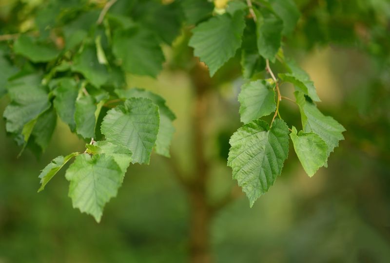 Virginia Round-Leaf Birch Virginia Round-Leaf Birch