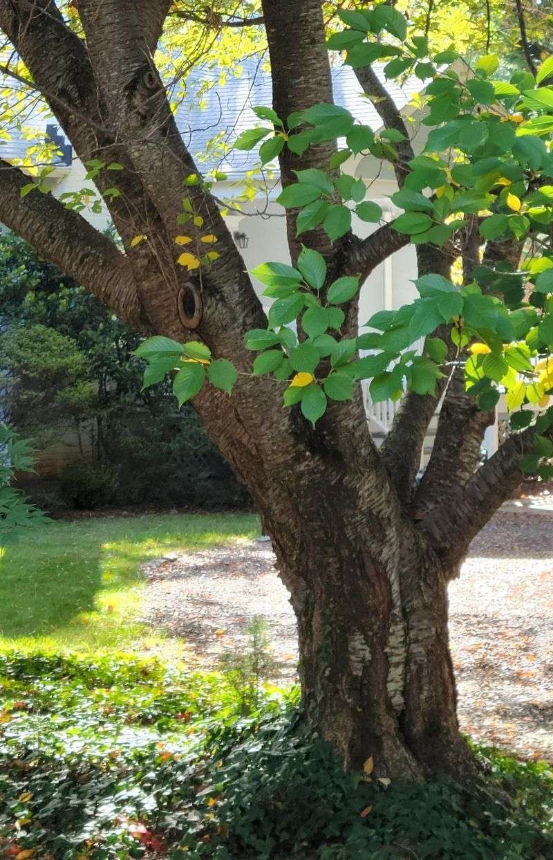 Virginia Round-Leaf Birch Virginia Round-Leaf Birch