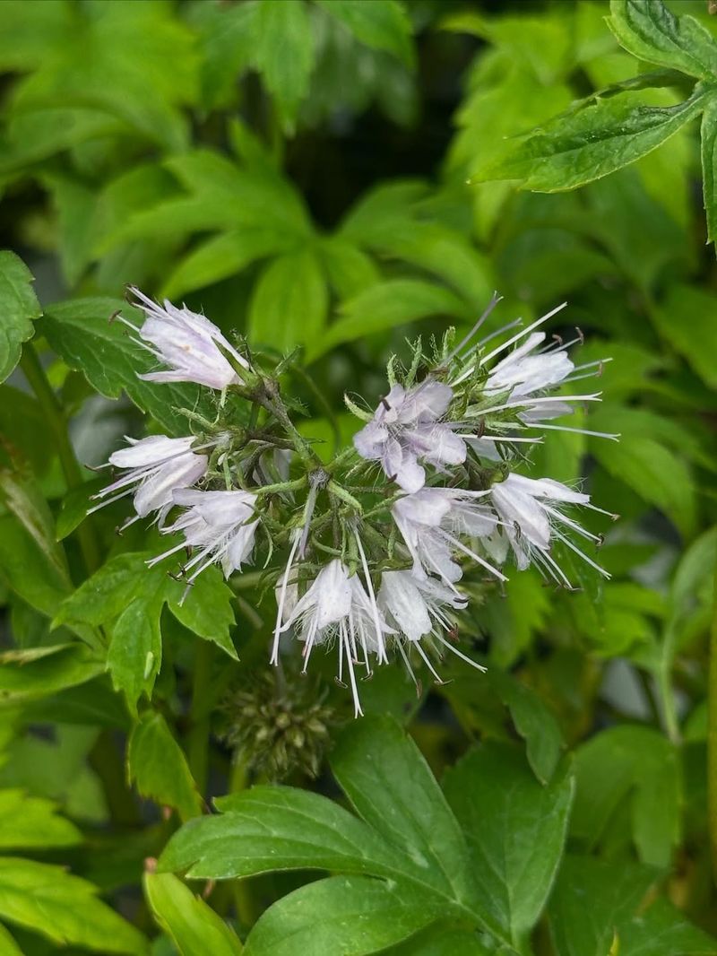 Virginia Waterleaf Works In Moist Naturalized Shade