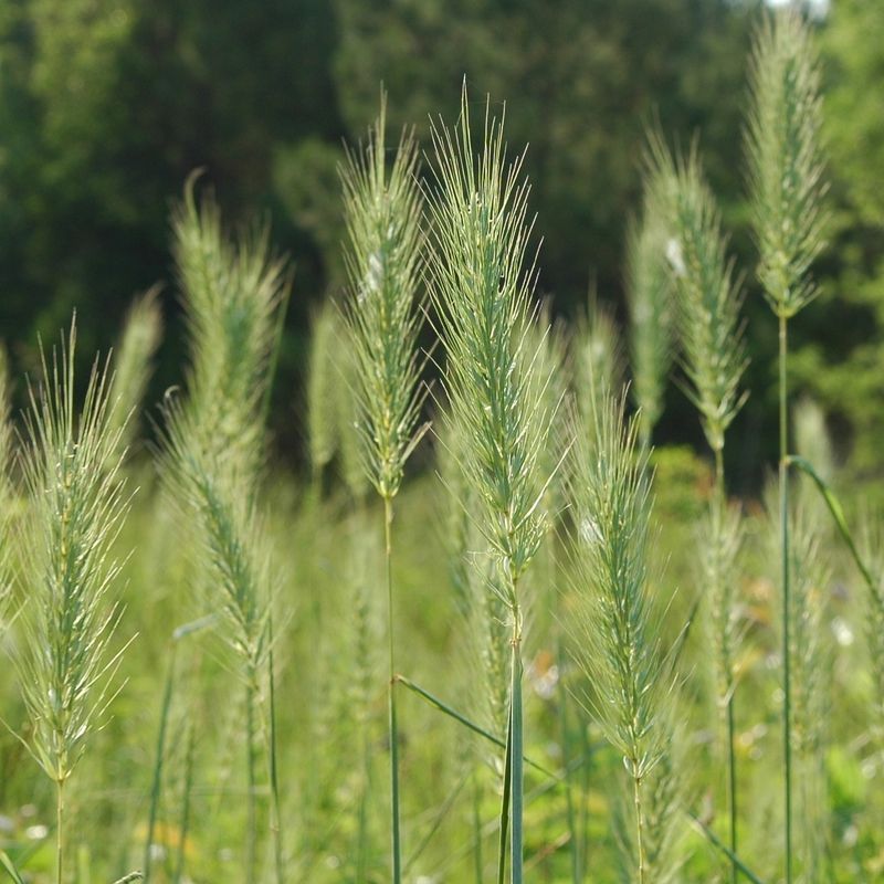 Virginia Wild Rye Virginia Wild Rye