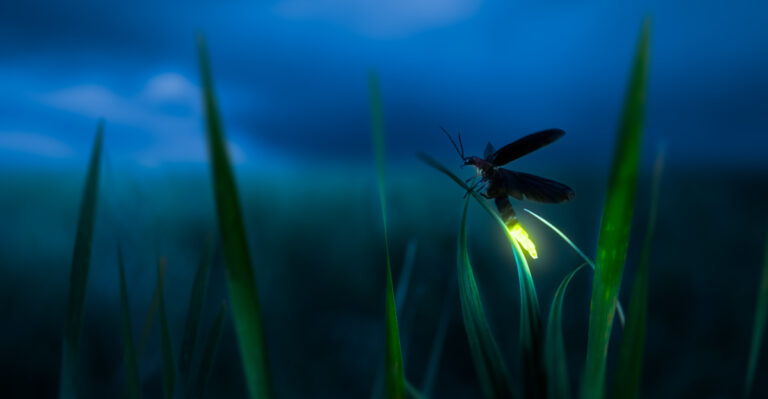 Virginia Yard Habits That Keep Lightning Bugs Coming Back All Summer Long
