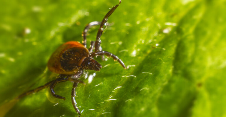 Virginia Yard Mistakes That Keep Tick Populations High Despite All Your Efforts