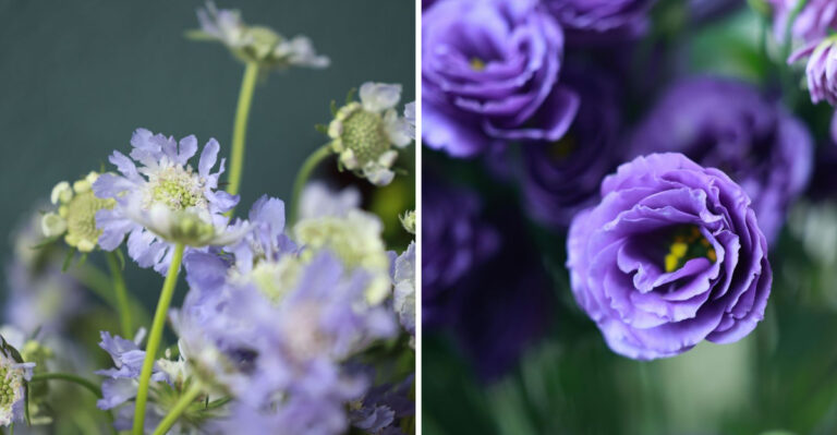 Virginia’s Best Cut Flowers To Plant In June For A Summer Full Of Fresh Bouquets
