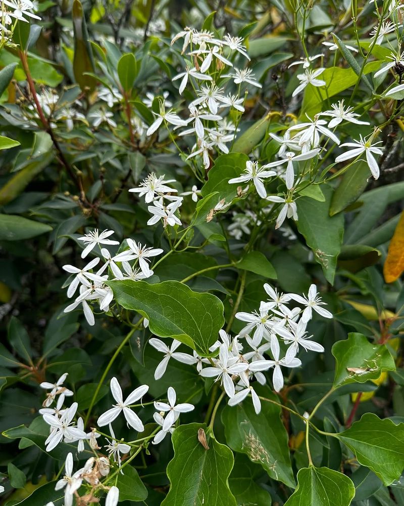 Virgin's Bower Produces Masses Of Delicate Flowers