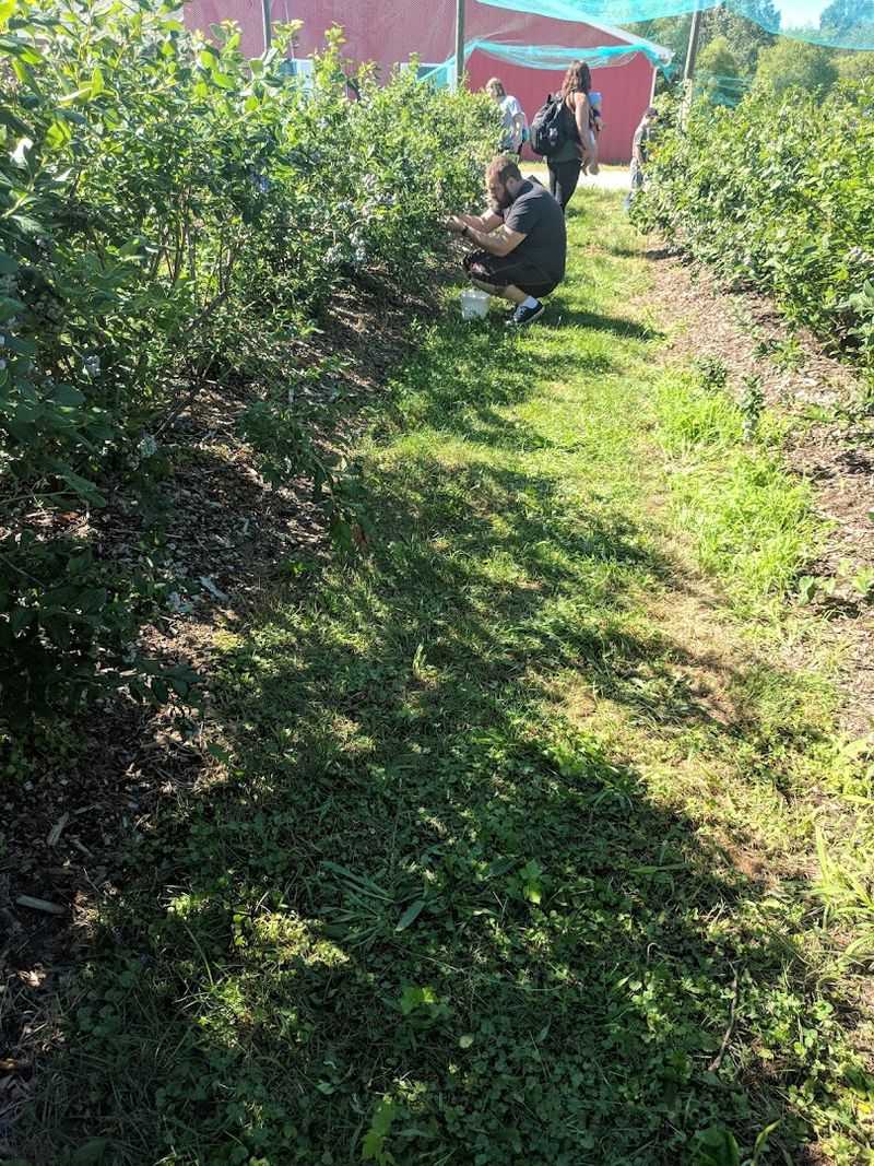 Visit Baumhart Berry Farm For Summer Berry Picking Visit Baumhart Berry Farm For Summer Berry Picking
