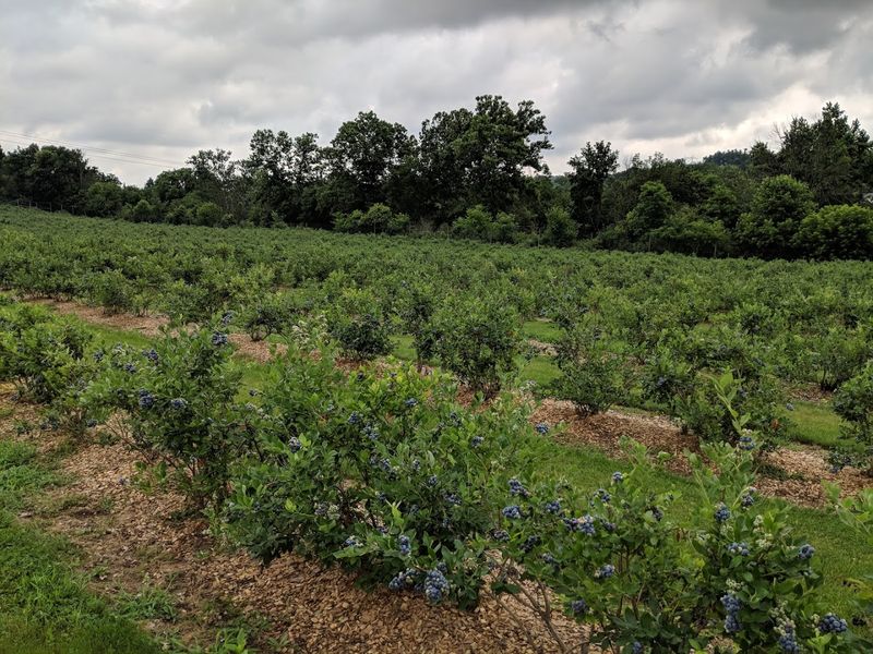 Visit Blossom Creek Farm From Late June Into August Visit Blossom Creek Farm From Late June Into August