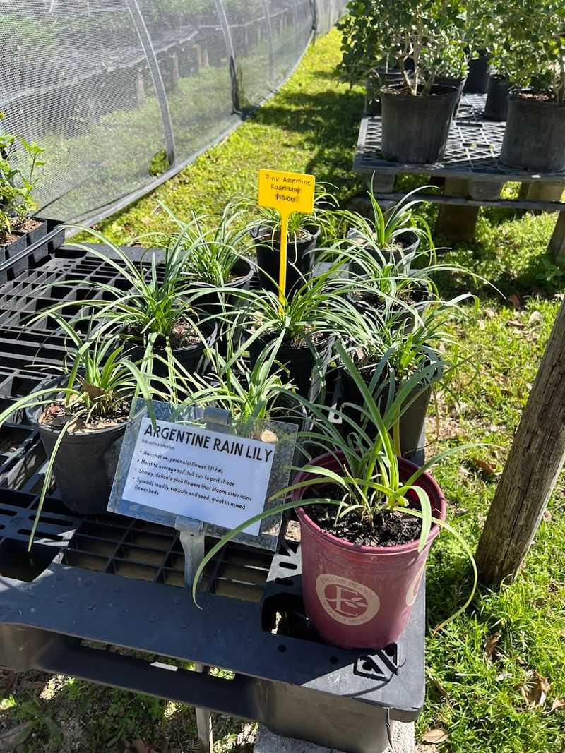 Visit Florida Native Plants Nursery In Sarasota Visit Florida Native Plants Nursery In Sarasota