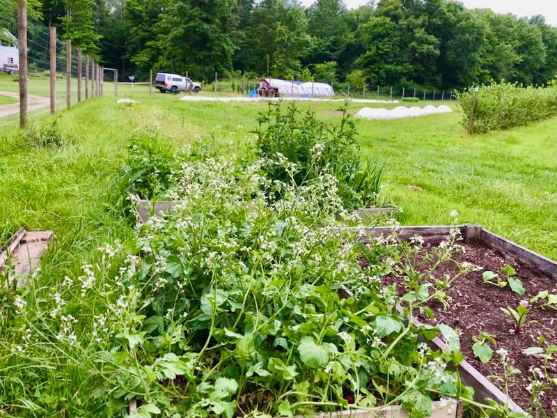 Visit Greenfield Berry Farm In Peninsula For Pick Your Own Blueberries Visit Greenfield Berry Farm In Peninsula For Pick Your Own Blueberries