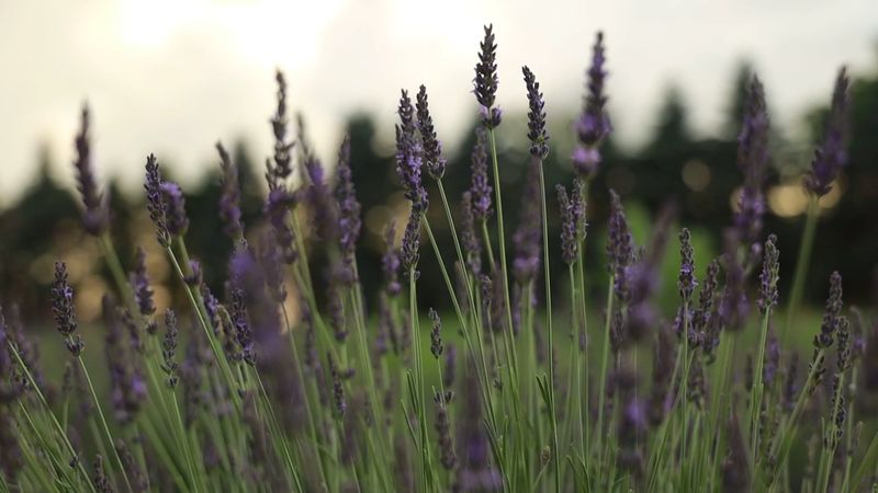 Visit Luckey Road Lavender Farm Visit Luckey Road Lavender Farm