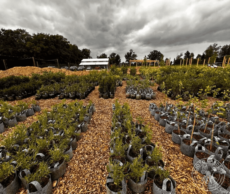 Visit Scioto Gardens For Native Plants Worth The Drive