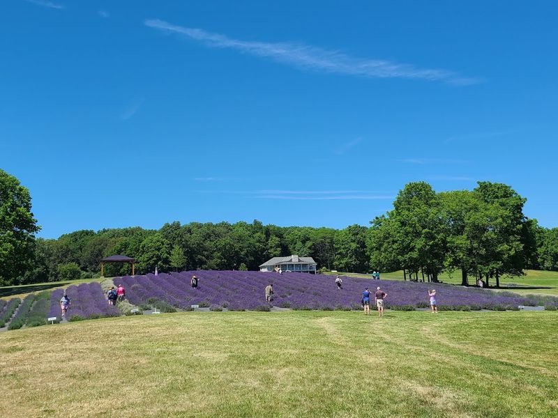 Visit Sunset Ridge Lavender Farm Visit Sunset Ridge Lavender Farm